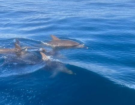  Dolphins in the water