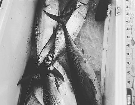  black and white photo of fish