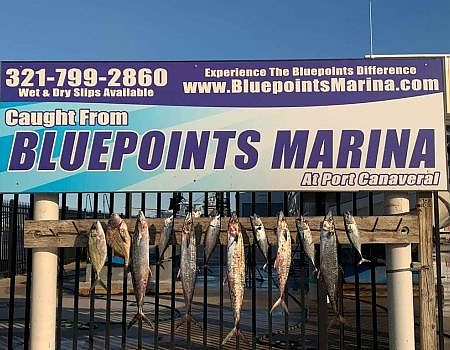  Fish hanging below the Bluepoints Marina sign